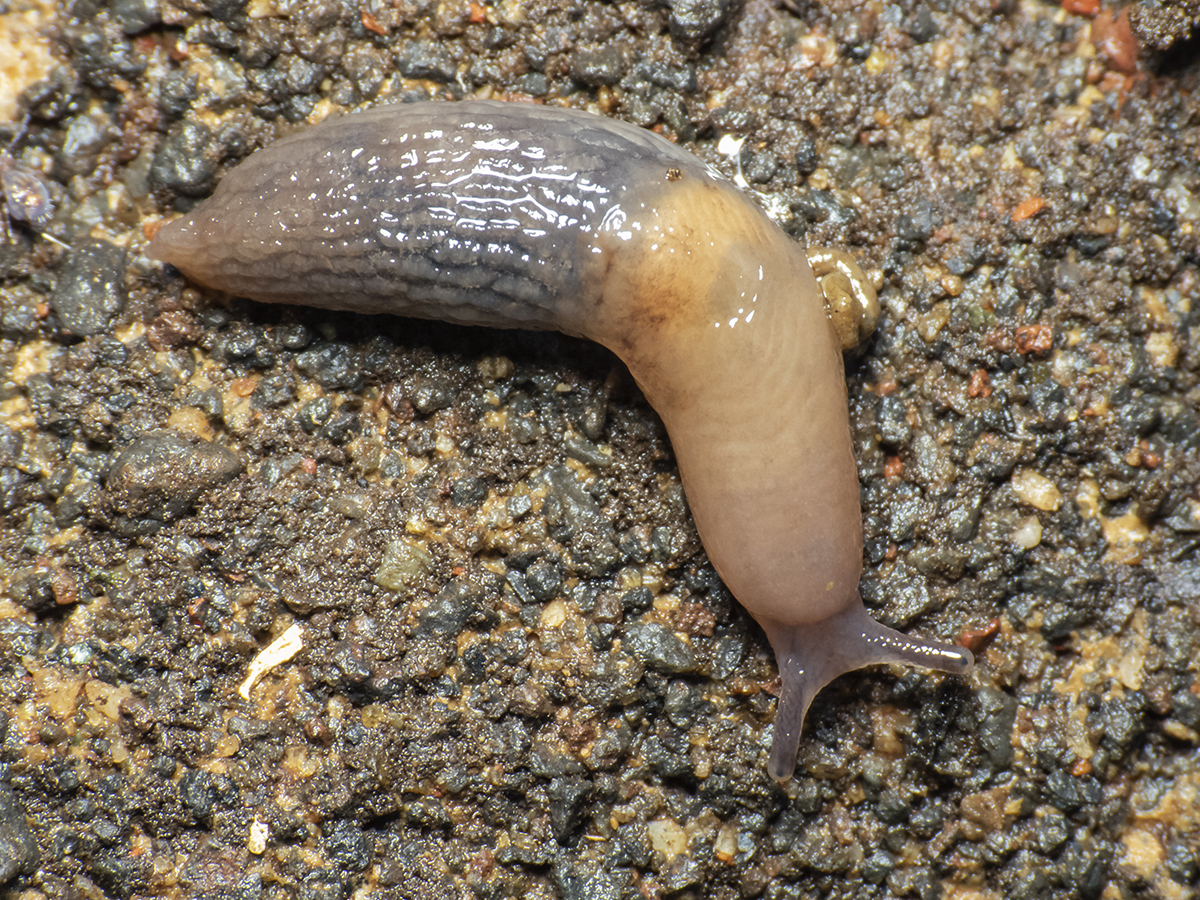 Caruana's slug (Deroceras caruanae / invadens: Agriolimacidae). One on the  right is following the slime trail of the other, UK Stock Photo - Alamy