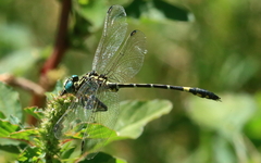Austrogomphus cornutus