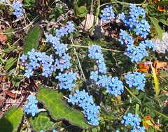 Eritrichium sericeum