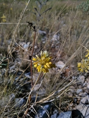 Allium flavum