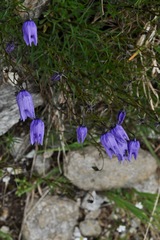 Campanula excisa