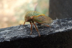 Metcalfiella