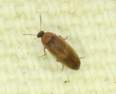 Anaspis duryi