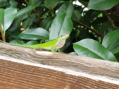 Anolis carolinensis