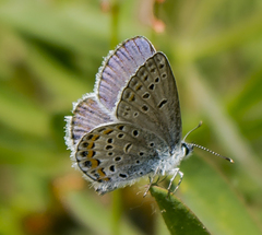 Plebejus samuelis