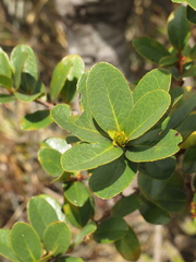 Symplocos theiformis