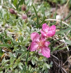 Potentilla nitida