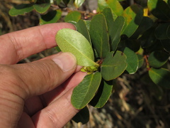 Symplocos theiformis