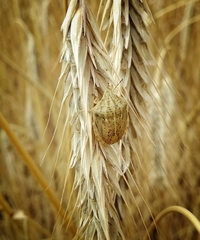 Eurygaster austriaca