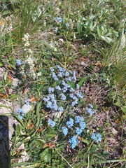 Eritrichium sericeum