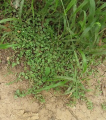 Veronica serpyllifolia serpyllifolia