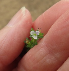 Veronica serpyllifolia serpyllifolia