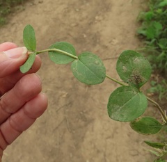 Veronica serpyllifolia serpyllifolia