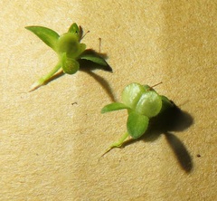 Veronica serpyllifolia serpyllifolia