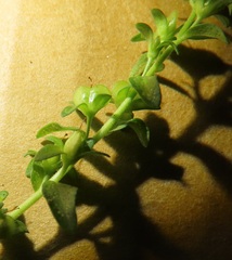 Veronica serpyllifolia serpyllifolia