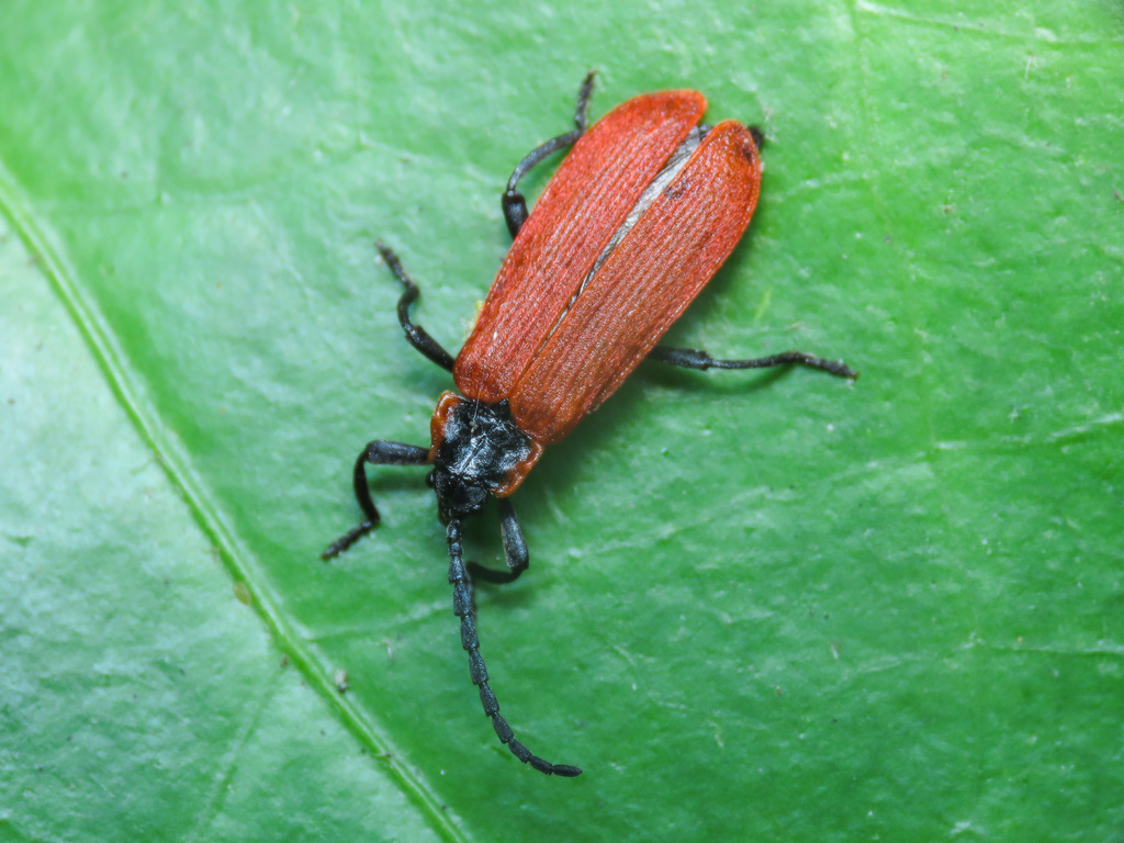 Lygistopterus anorachilus