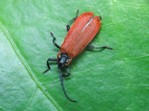 Lygistopterus anorachilus