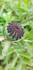 Papaver orientale