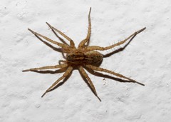 Pardosa hortensis