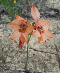 Gladiolus meliusculus