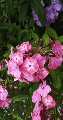 Phlox paniculata