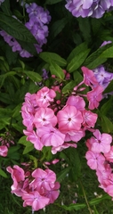 Phlox paniculata