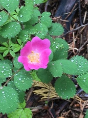 Rosa bridgesii