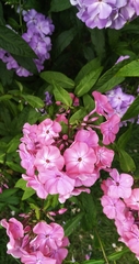 Phlox paniculata