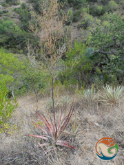 Hechtia sphaeroblasta