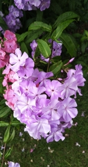 Phlox paniculata