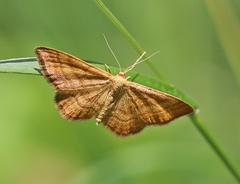 Idaea serpentata