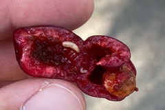 Rhagoletis cerasi