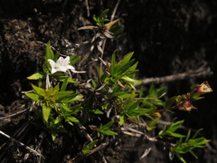 Spermacoce chartensis