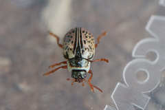 Calligrapha multipunctata
