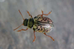 Calligrapha multipunctata