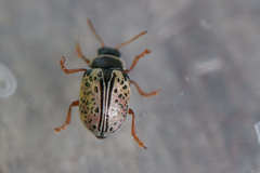 Calligrapha multipunctata