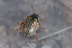 Calligrapha multipunctata