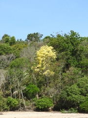 Handroanthus serratifolius