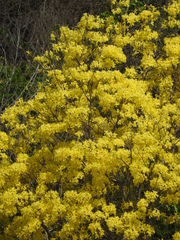 Handroanthus serratifolius
