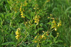 Astragalus penduliflorus