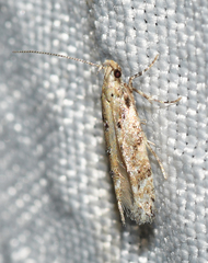 Coleotechnites coniferella