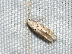 Coleotechnites coniferella