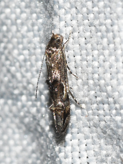 Mompha solomoni