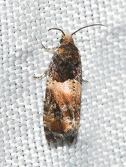 Lobesia spiraeae