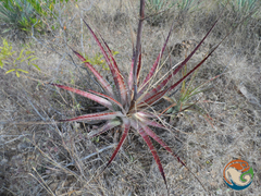 Hechtia sphaeroblasta