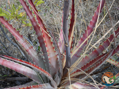 Hechtia sphaeroblasta