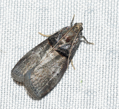 Acrobasis caryae
