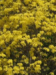 Handroanthus serratifolius