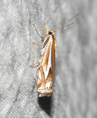 Crambus bidens