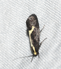Polix coloradella